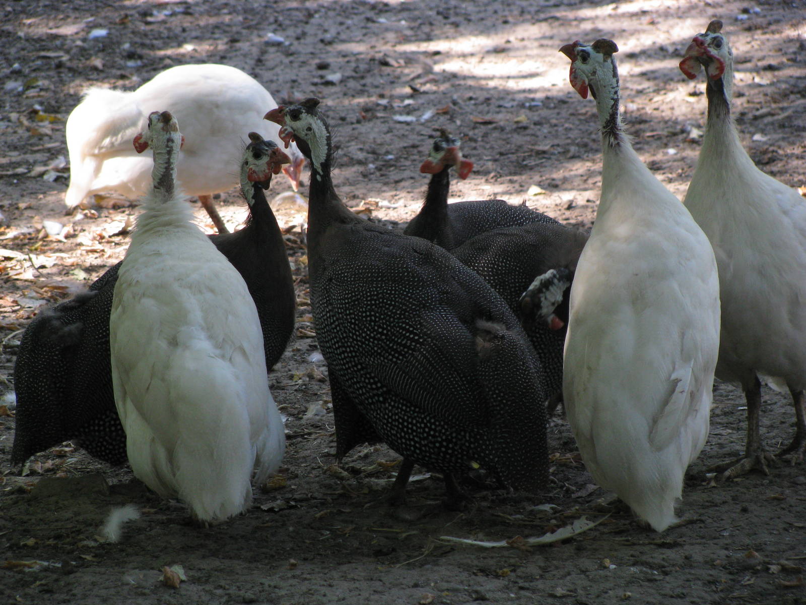 Guinea fowls