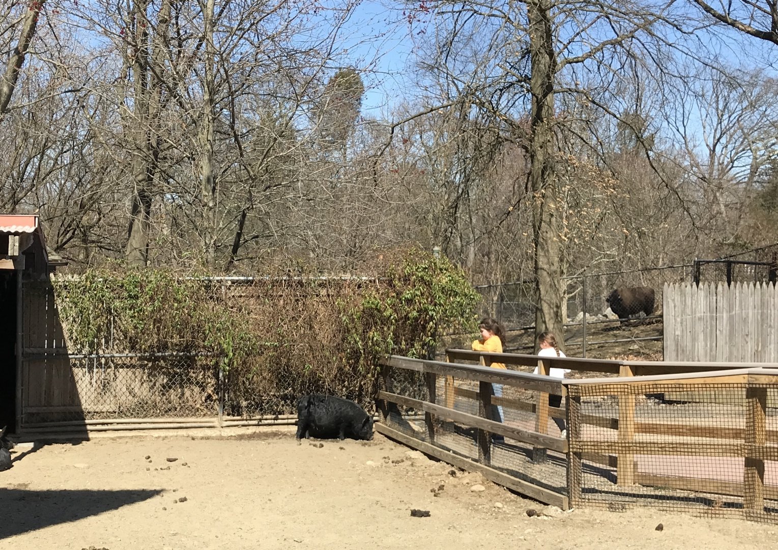 Guinea Hog and Bison