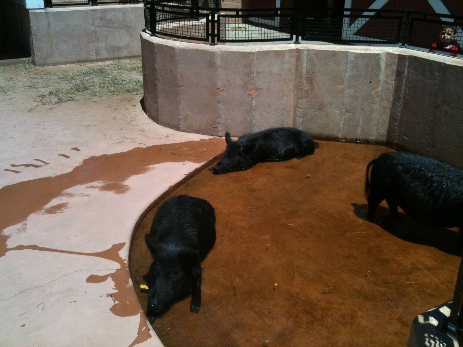 Guinea Hog- June 2012