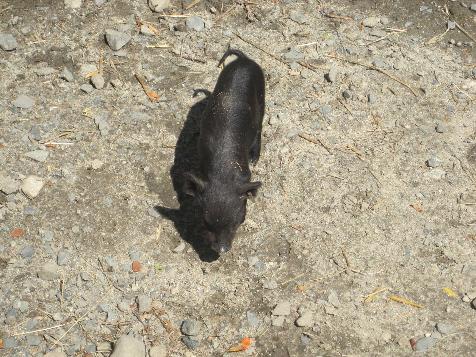 Guinea Hog Piglet