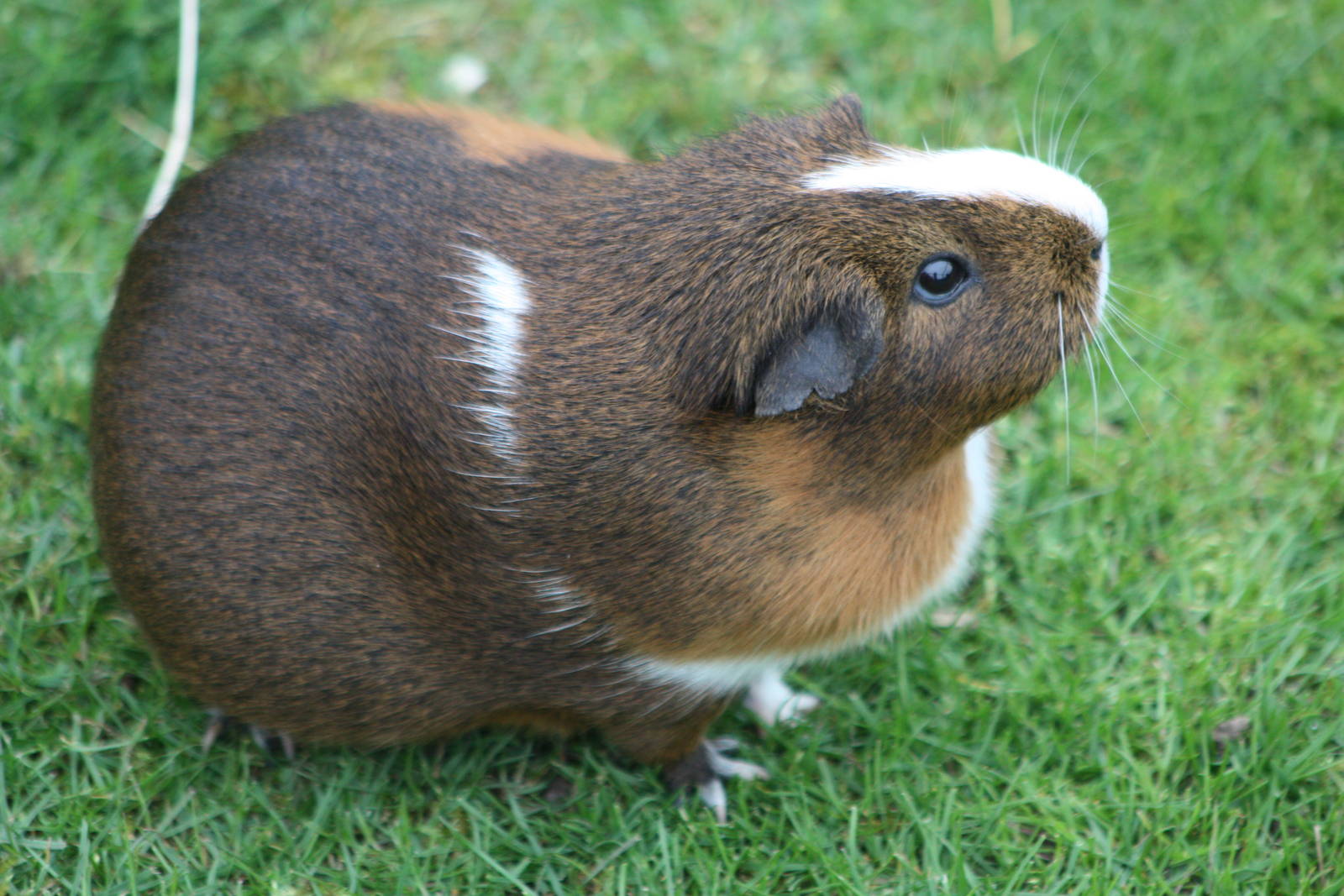 Guinea Pig, 1st May 2014