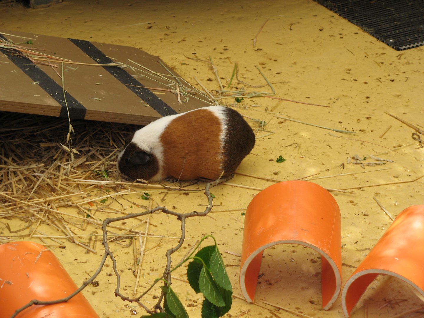 Guinea Pig (2008)