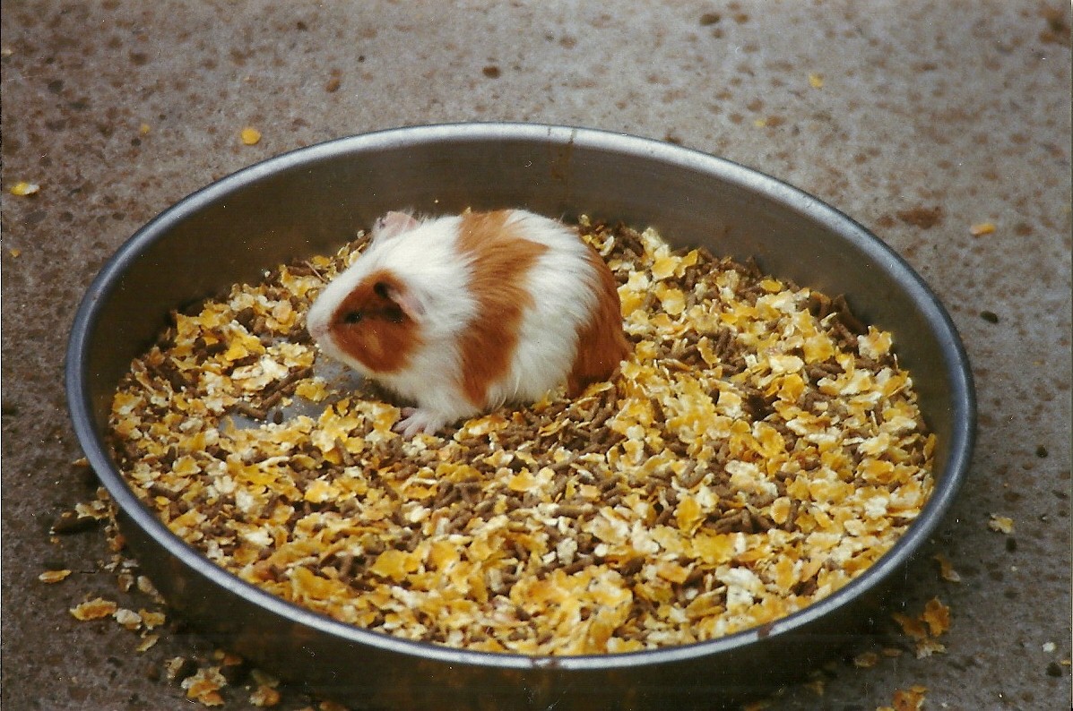 Guinea Pig 20th April 1996
