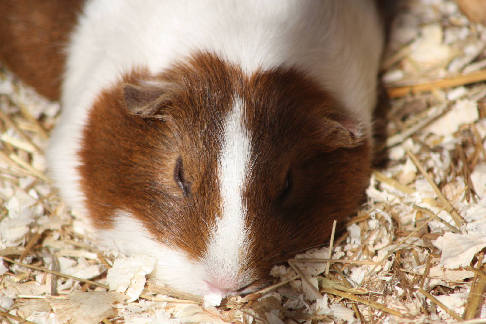 Guinea Pig, 23rd September 2014