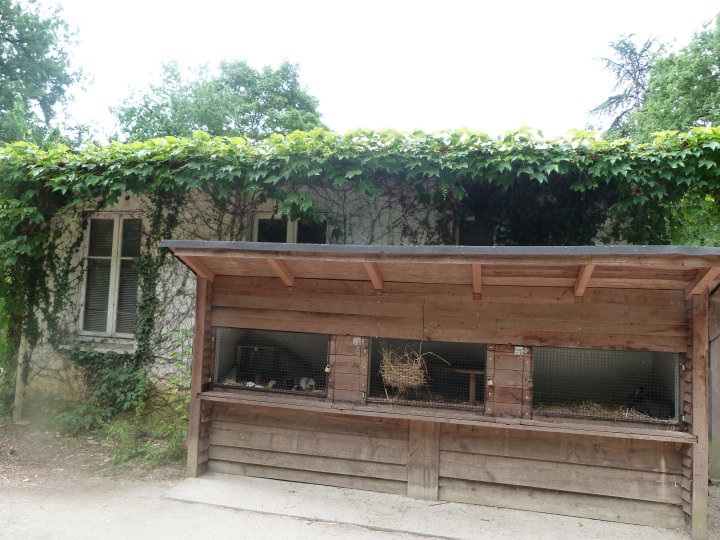 Guinea pig and Domestic rabbit coop -Zoodyssée (2025)