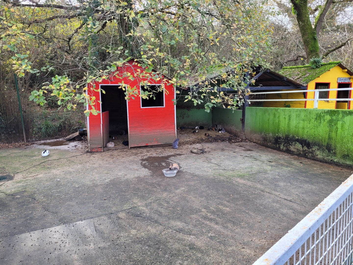 Guinea pig and Domestic rabbit exhibit -Zoo de Santillana del Mar (2023)