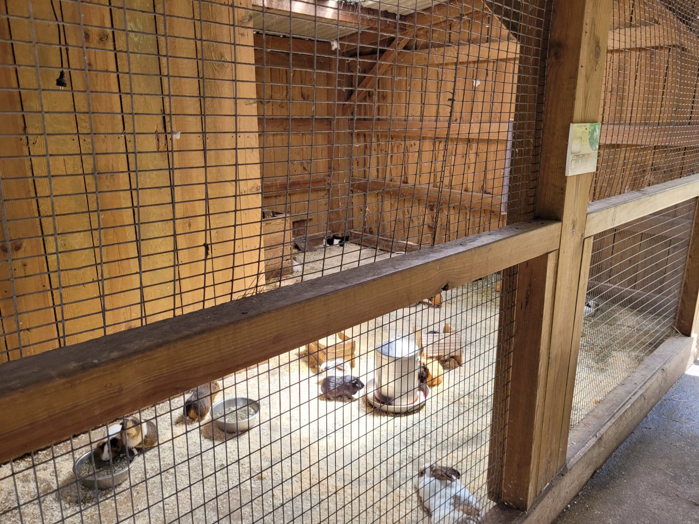 Guinea pig and Domestic rabbit exhibit -Zoo du bassin d'Arcachon (2024)