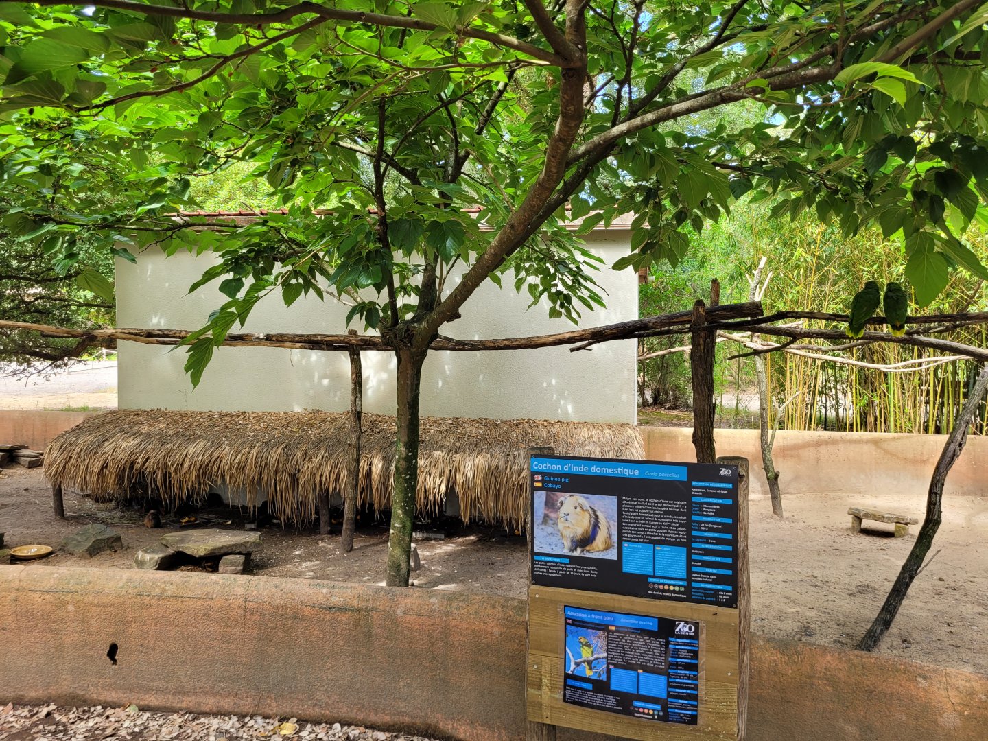 Guinea pig and Red-shouldered turquoise-fronted amazon exhibit -Zoo de Labenne (2024)