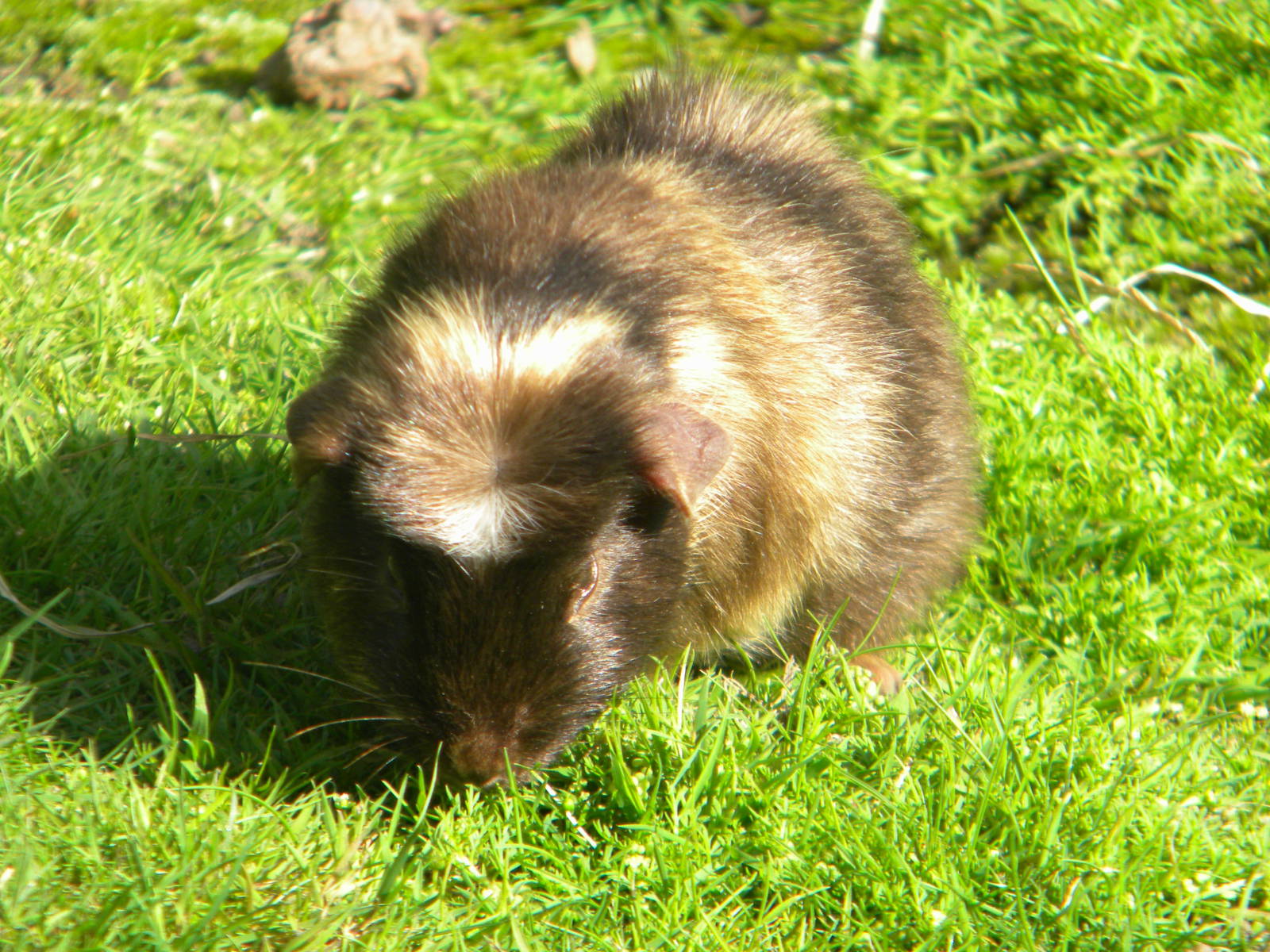 Guinea Pig at Blackpool Zoo 05/08/11