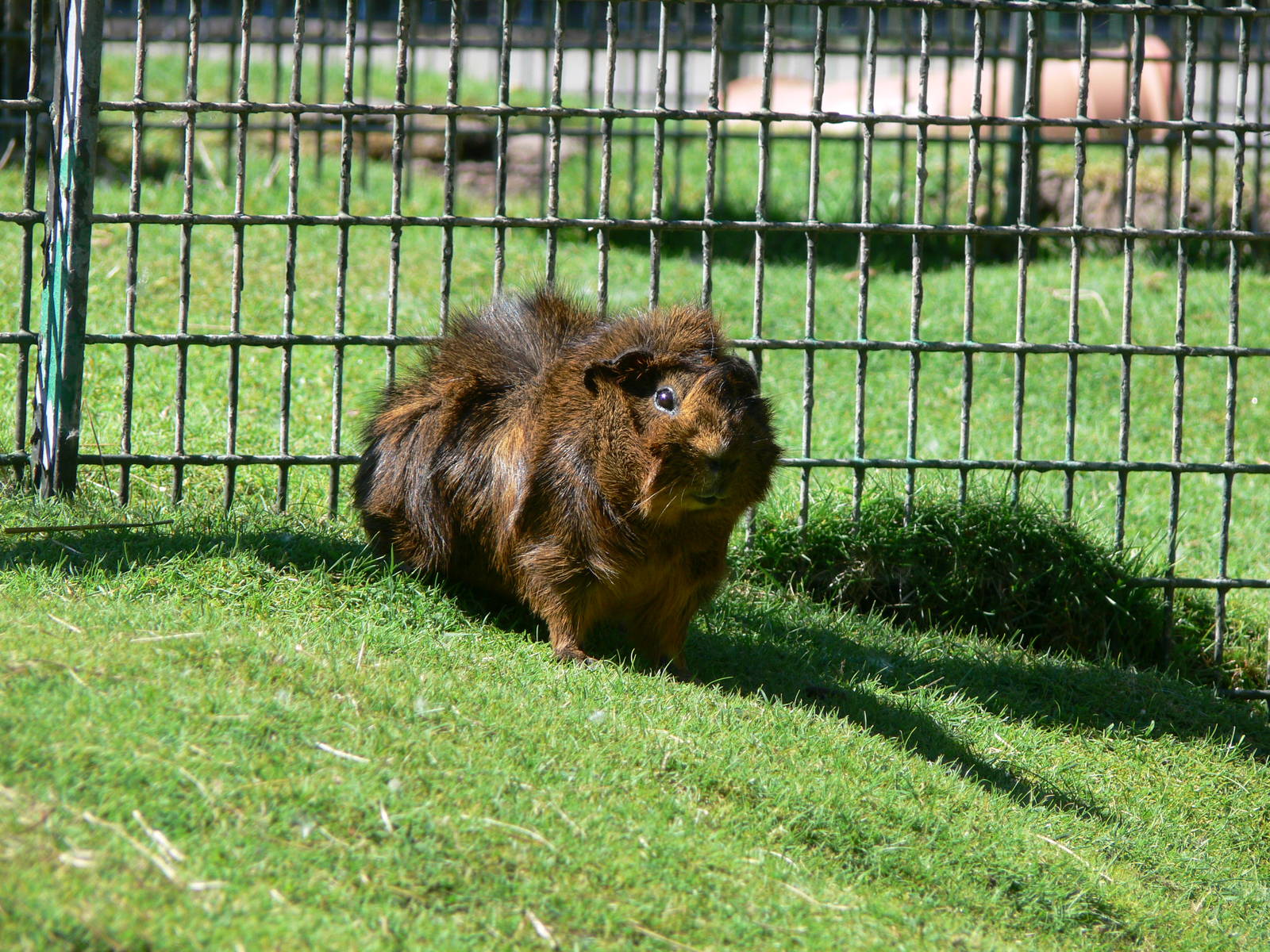 Guinea Pig at Blackpool Zoo, 29/06/14