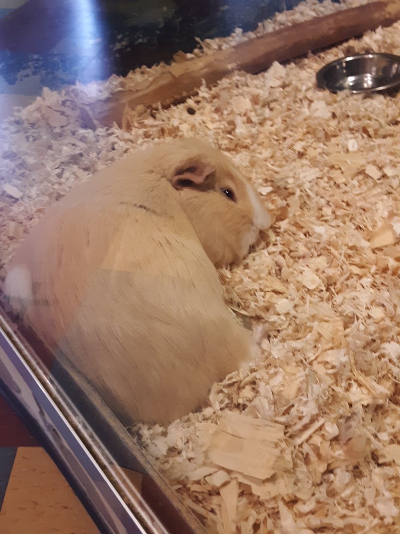 Guinea Pig at the Greensboro Science Center
