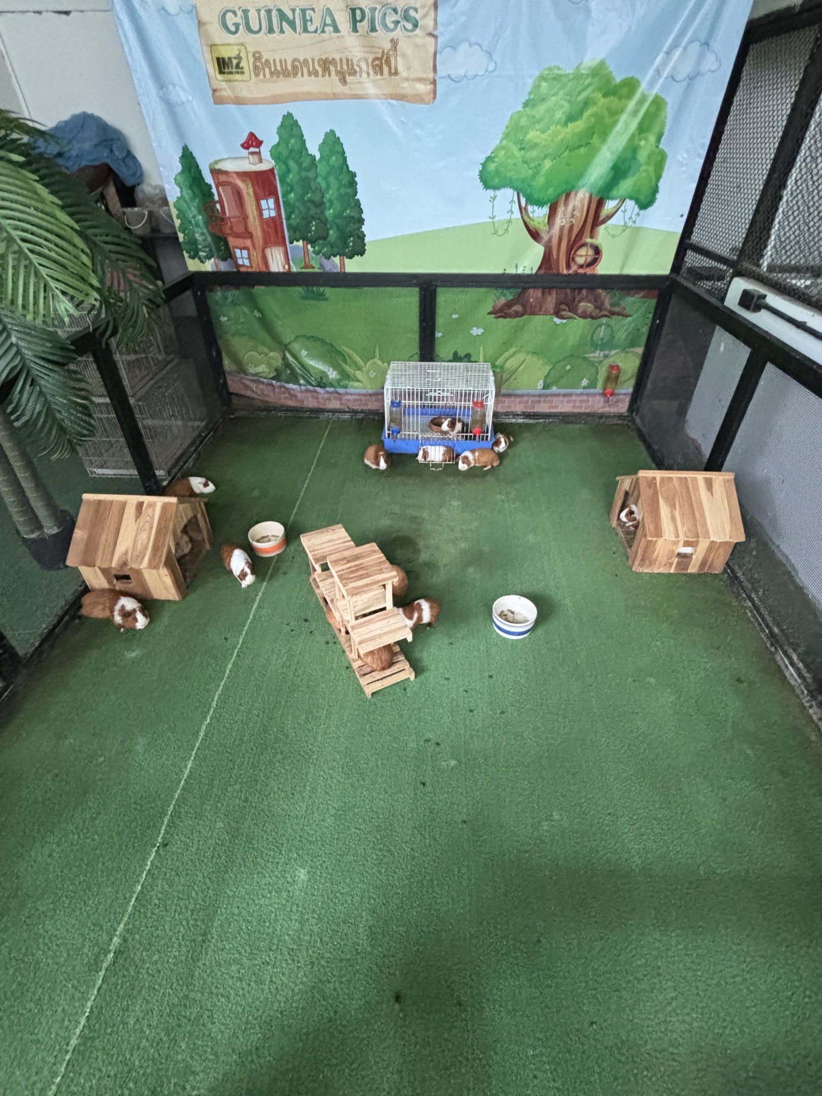 Guinea Pig Cage - Lanna Mini Zoo