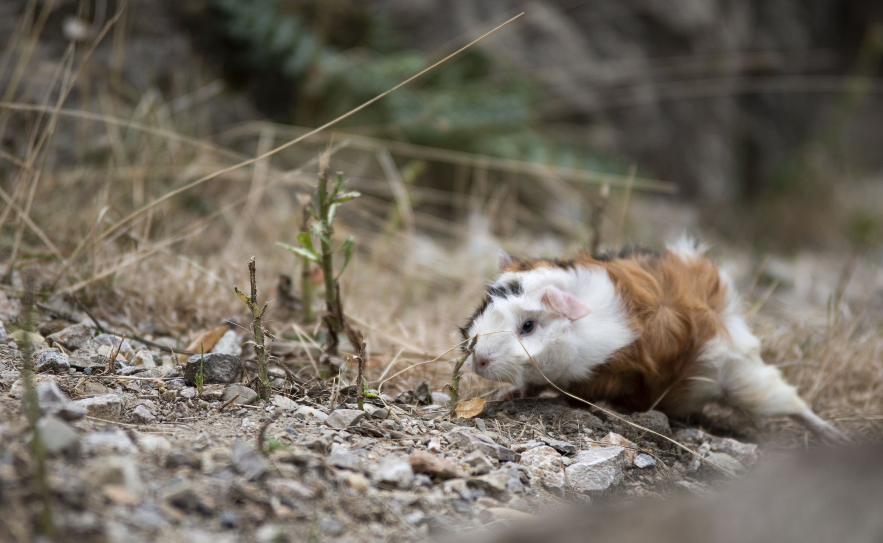 Guinea pig (Cavia aperea f. porcellus)