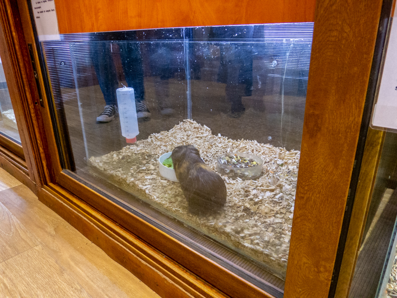 Guinea pig / Cavia porcellus f. domestica