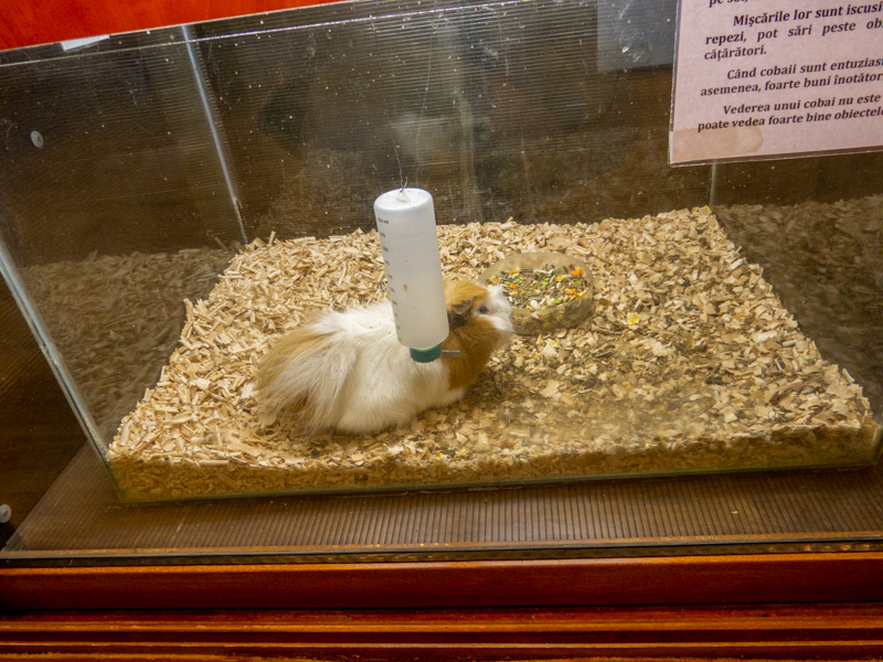 Guinea pig / Cavia porcellus f. domestica