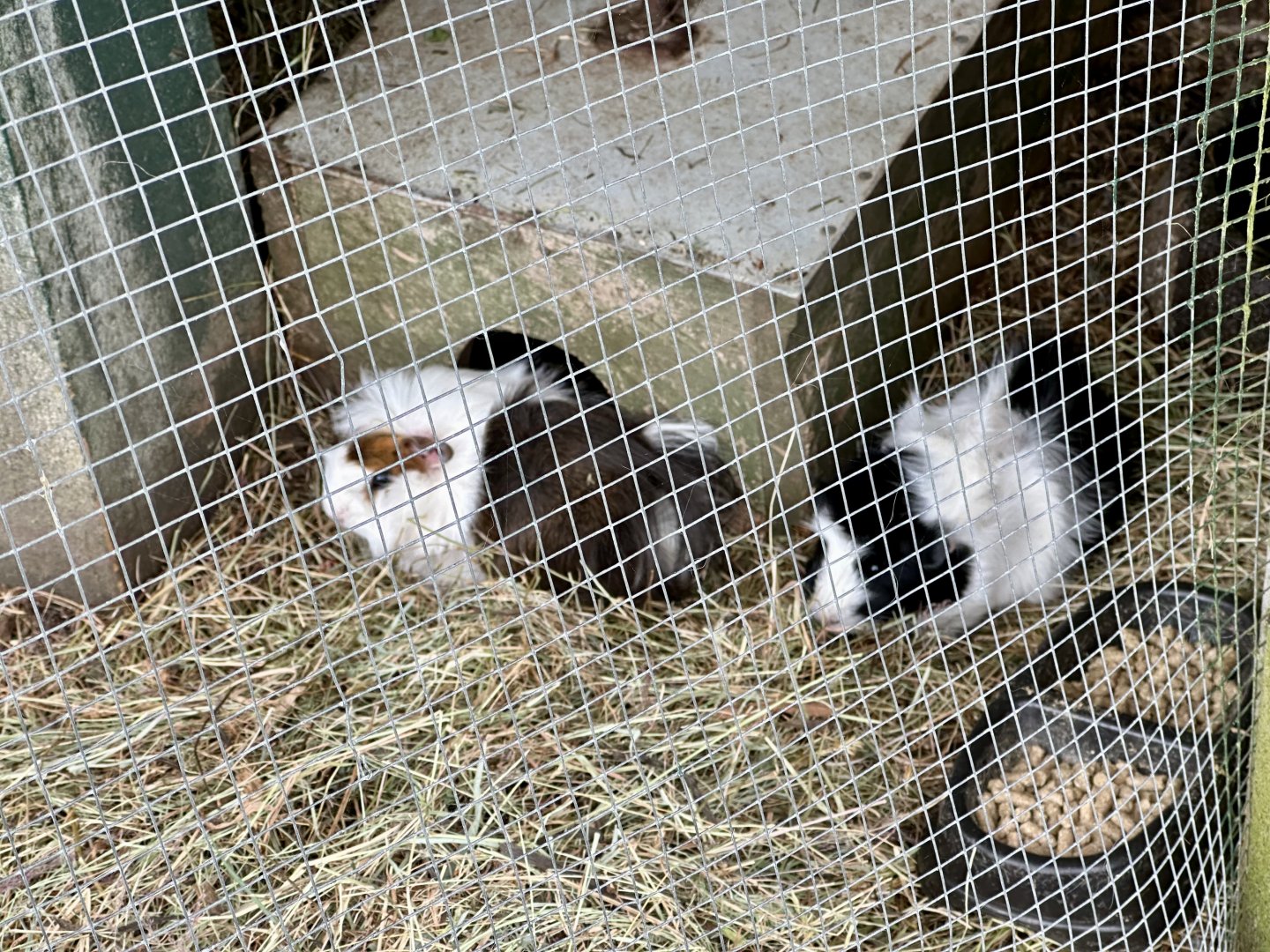 Guinea pig (Cavia porcellus)
