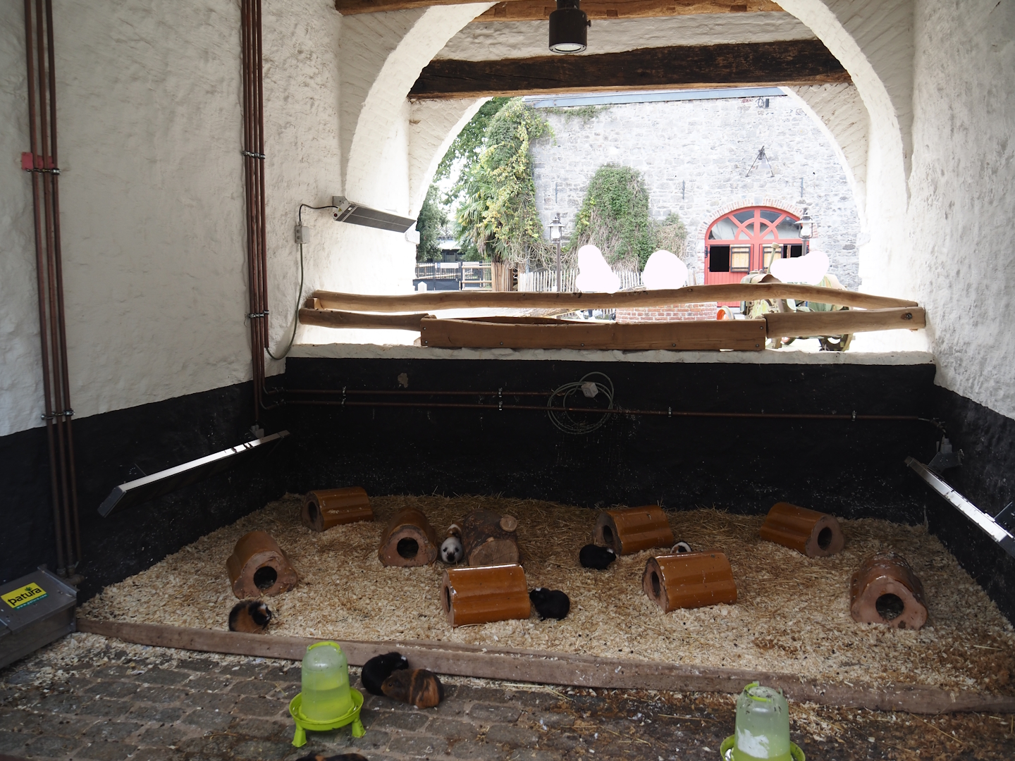 Guinea pig covered and designated area, 2024-09-17