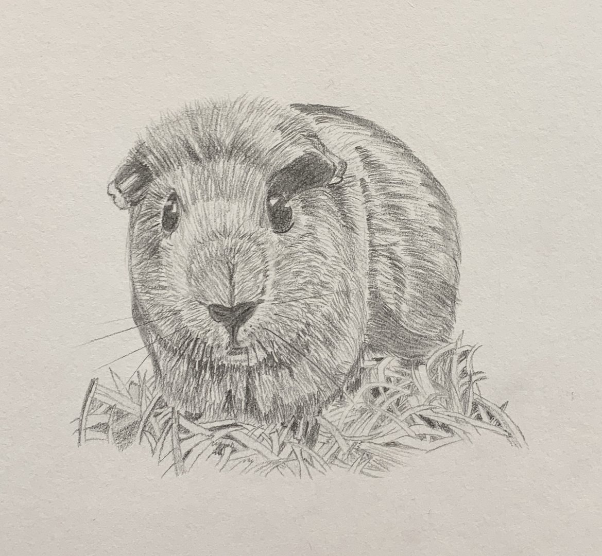 Guinea Pig Drawing