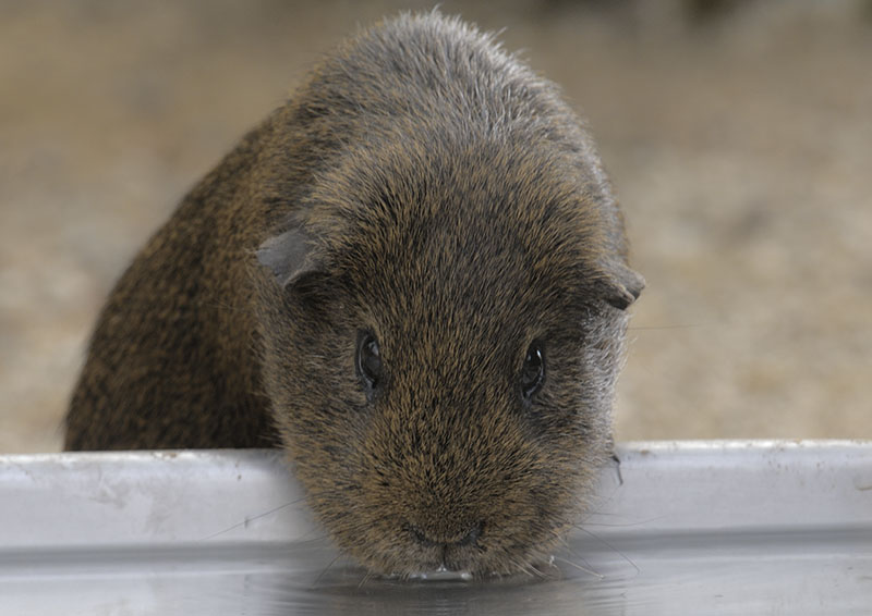 Guinea pig drinking