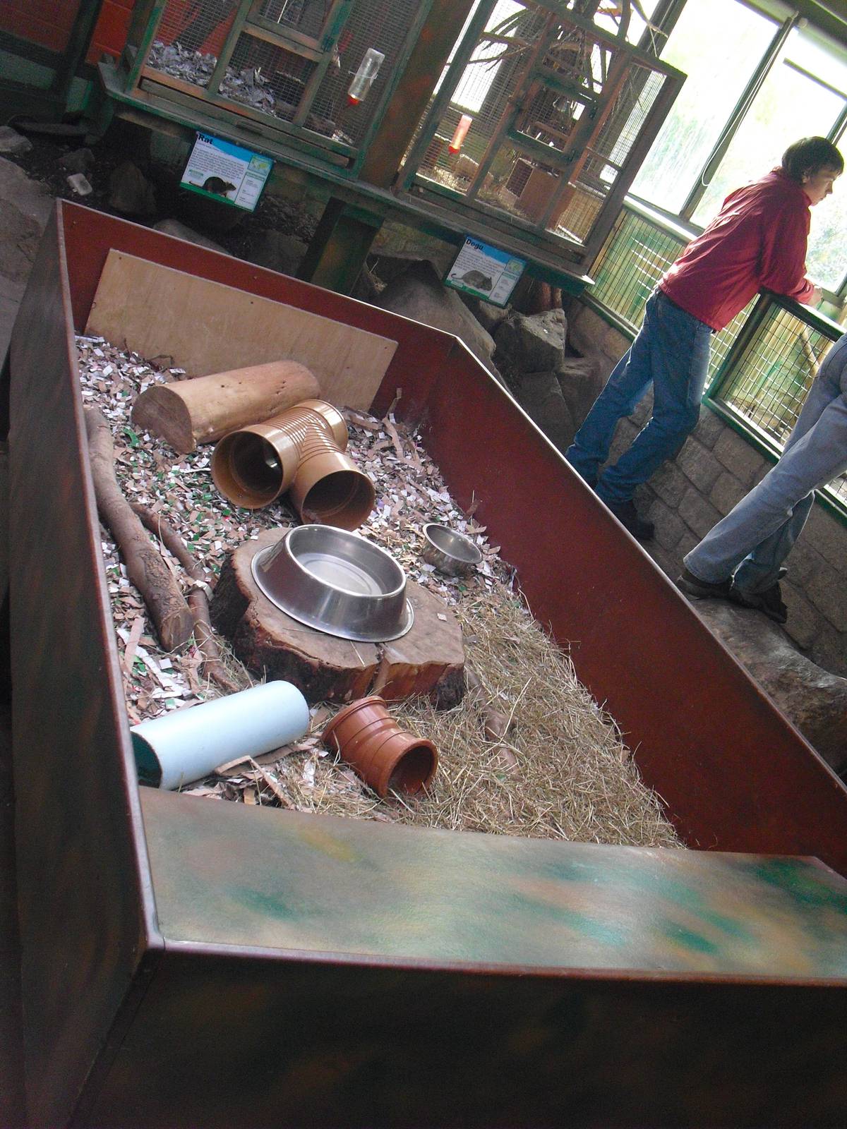 Guinea Pig Enclosure - 16/10/2011