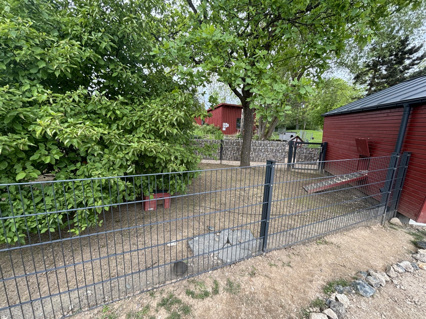 Guinea Pig Enclosure at Zoologischer Garten Hof