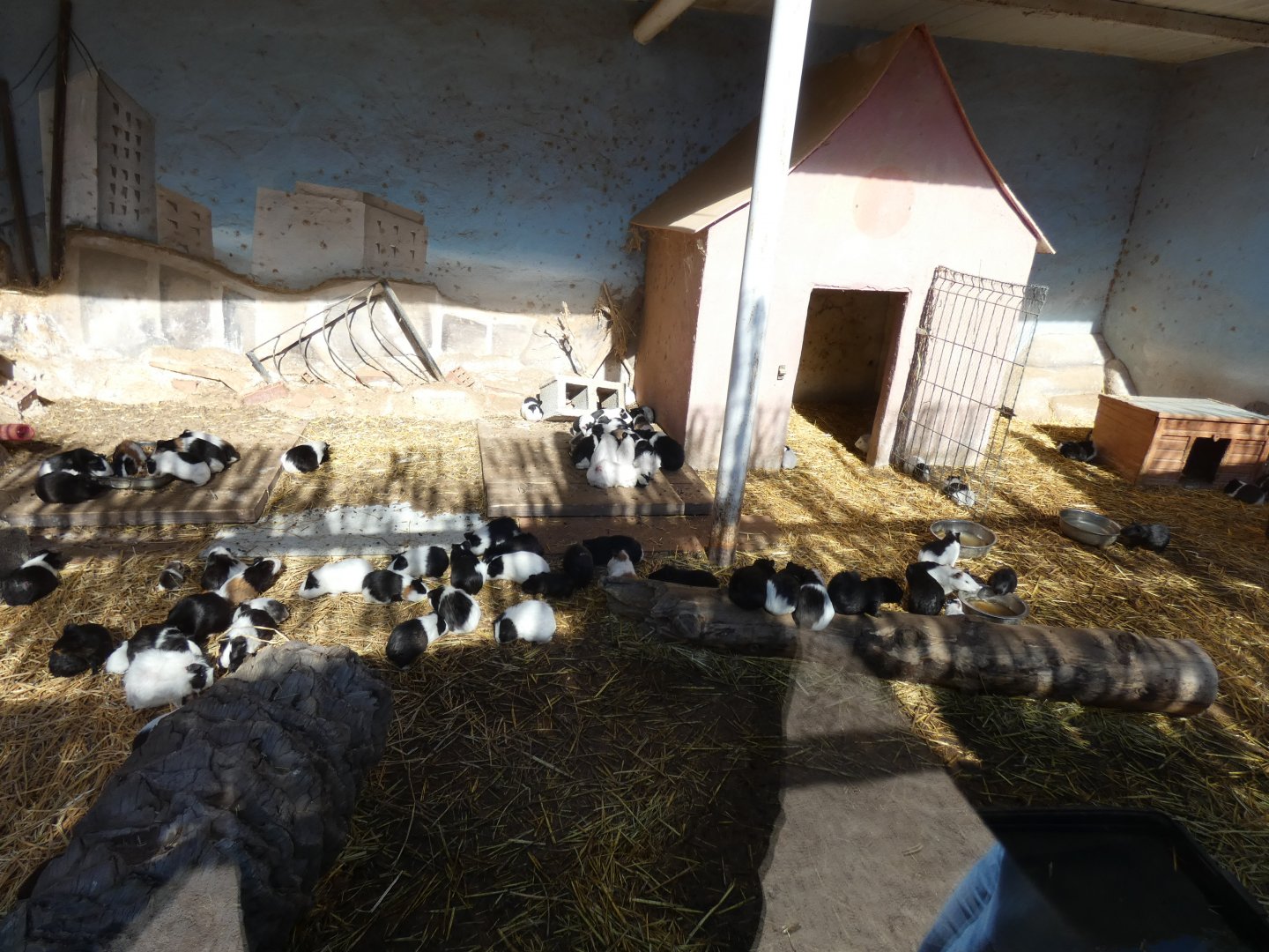 Guinea Pig enclosure on Children’s Farm