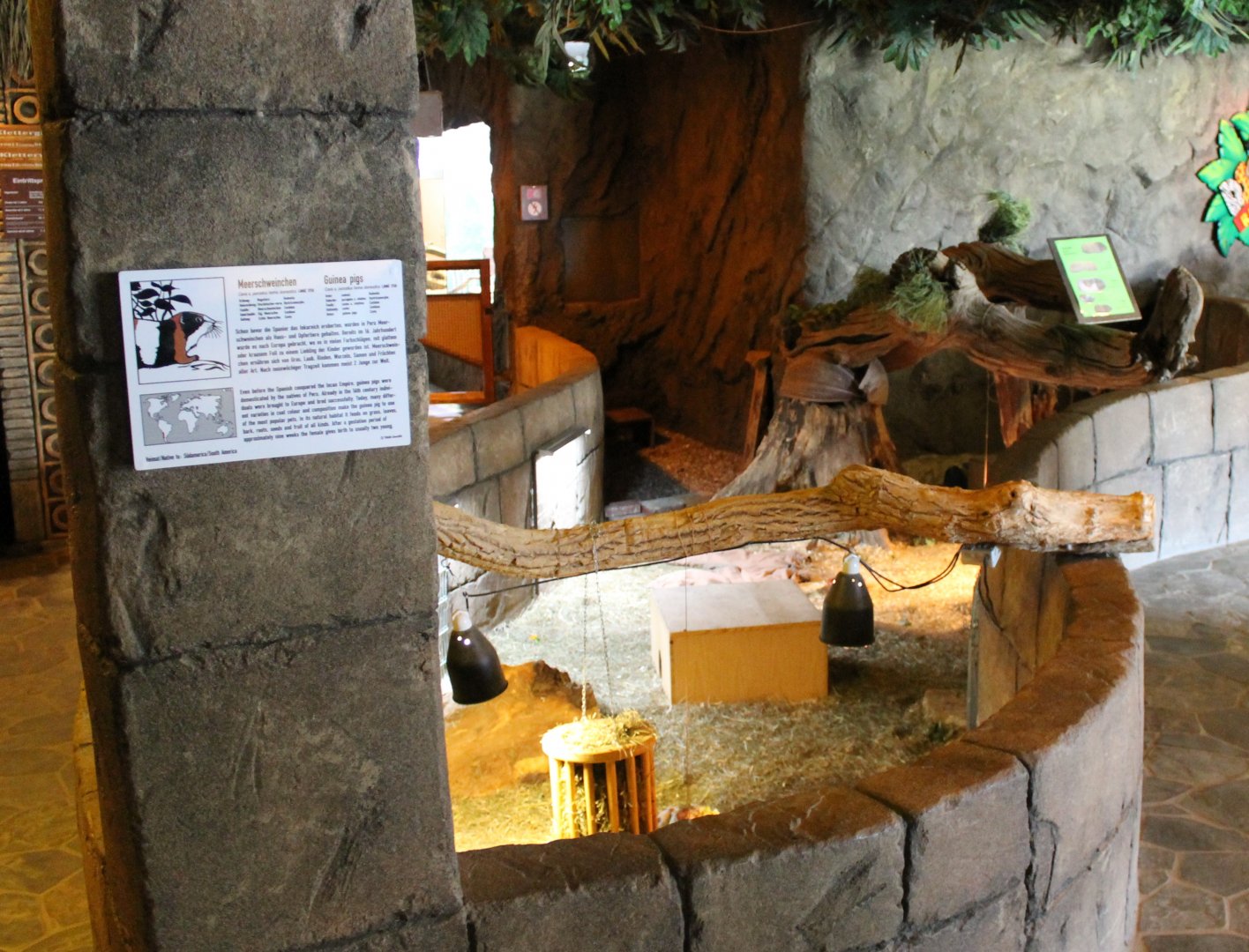 Guinea-pig enclosure