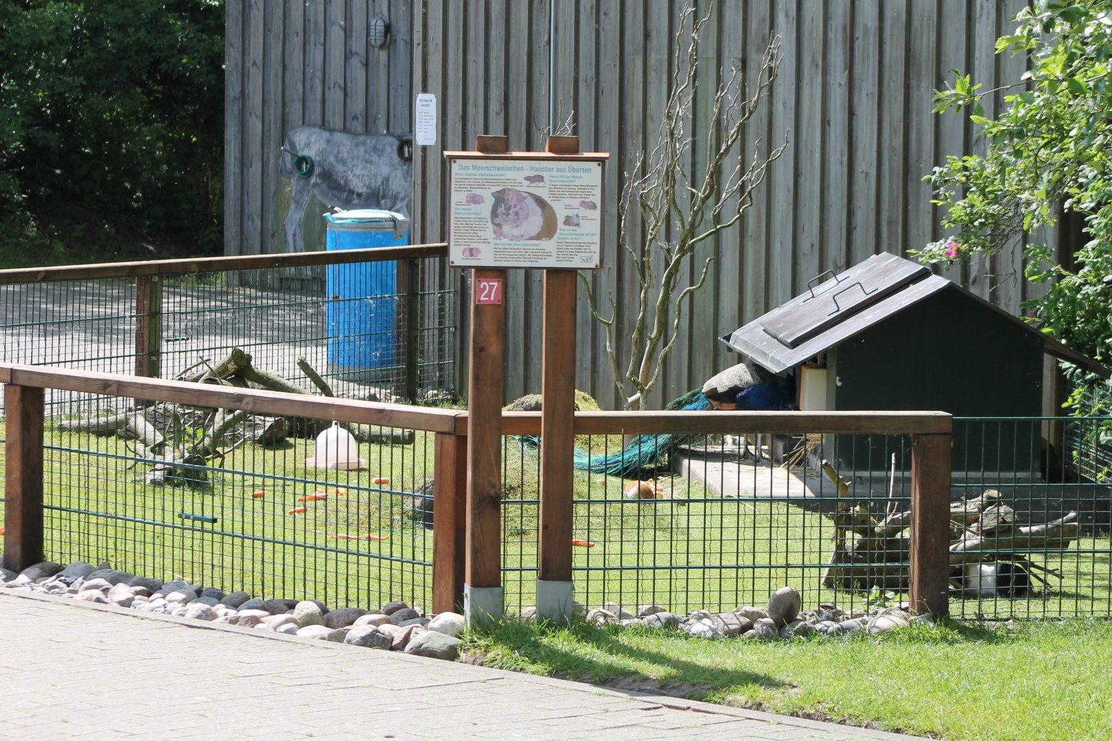 Guinea-pig-enclosure