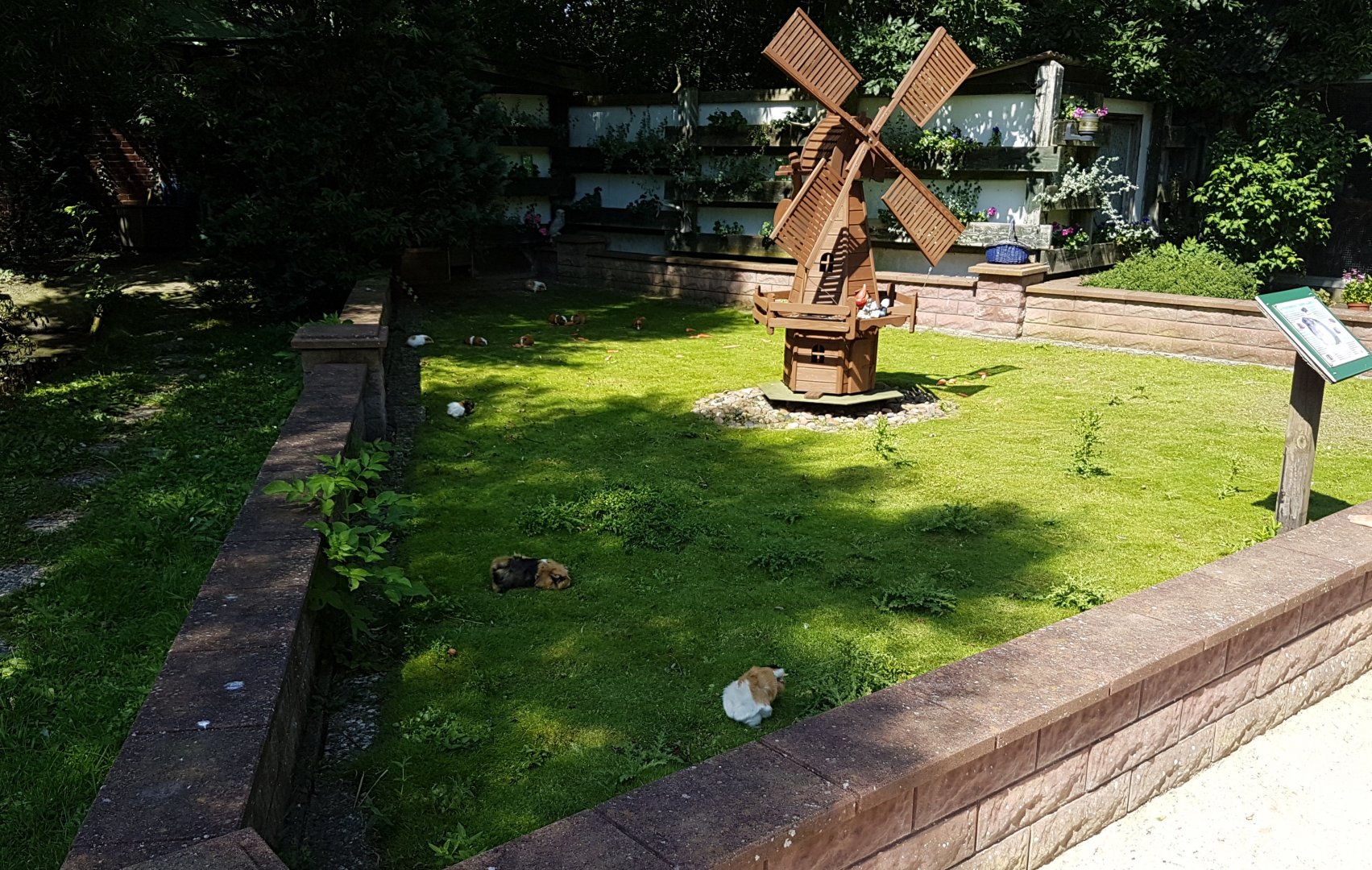 Guinea-pig enclosure