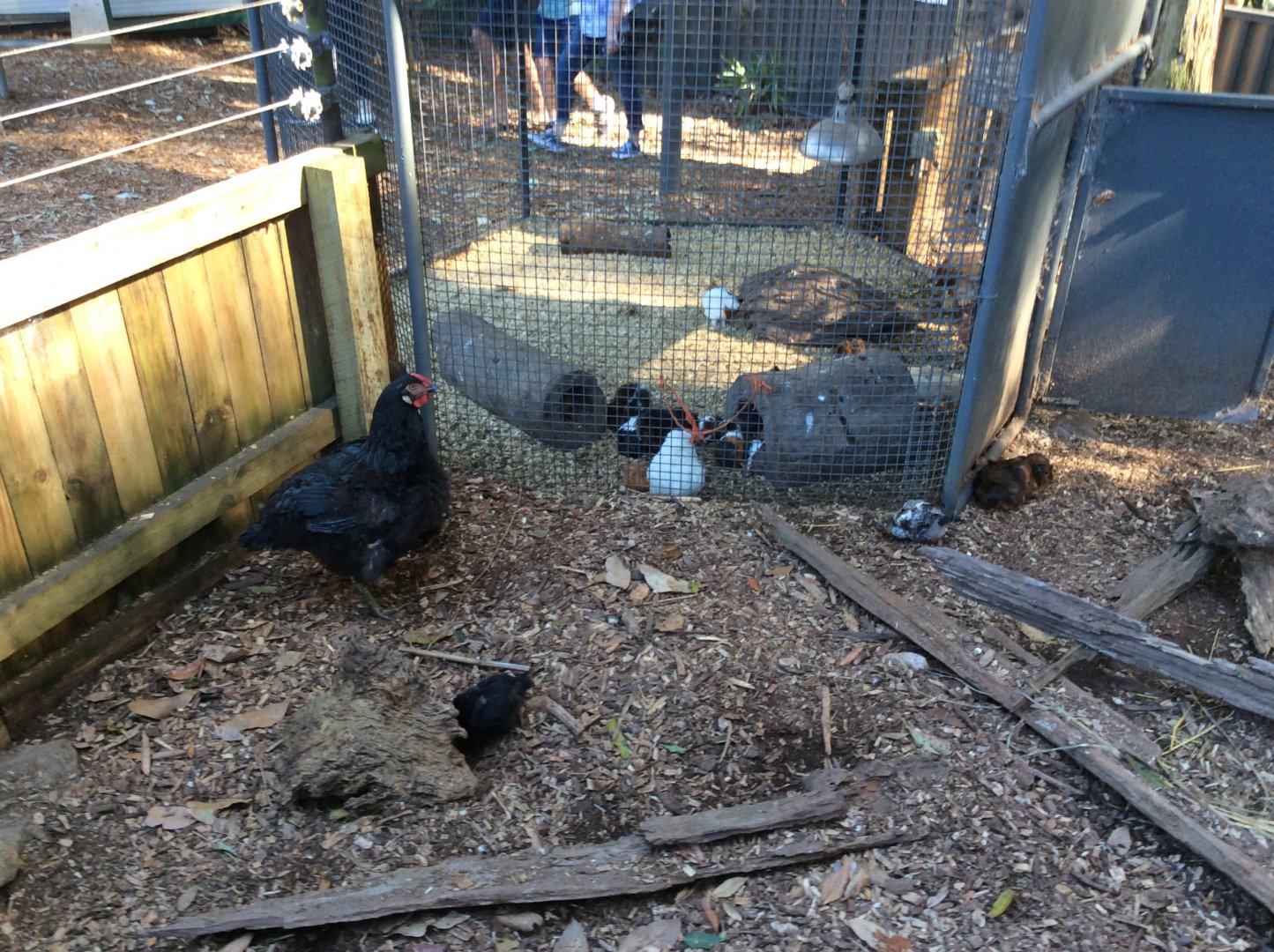 Guinea pig enclosure
