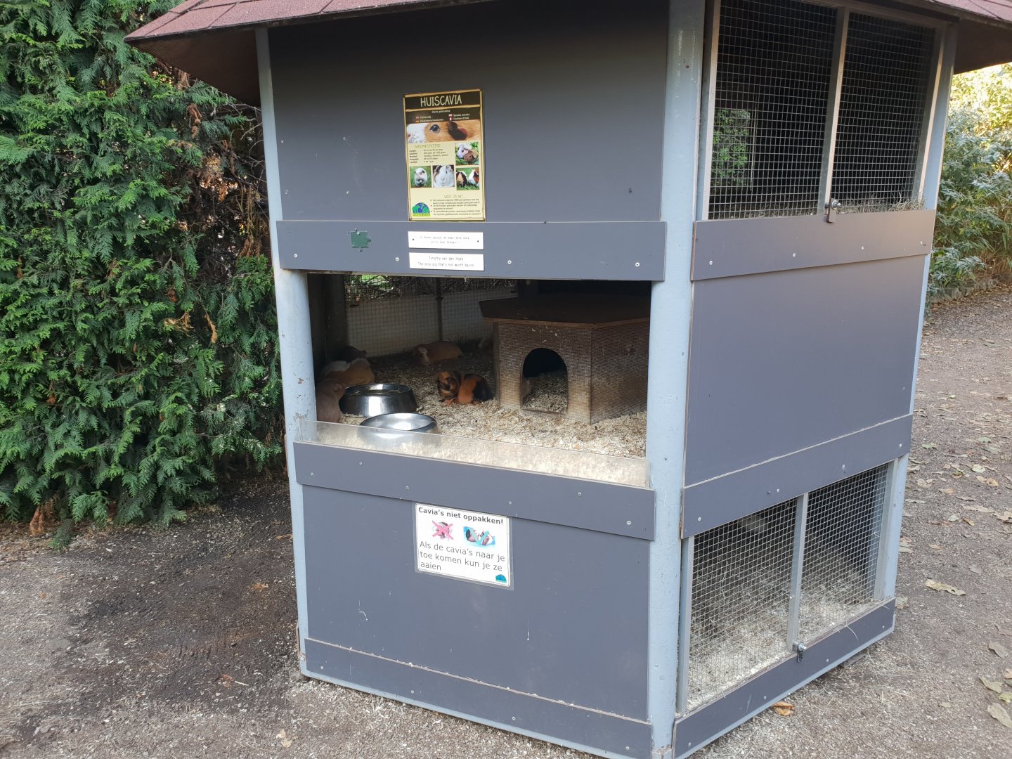 Guinea-pig enclosure