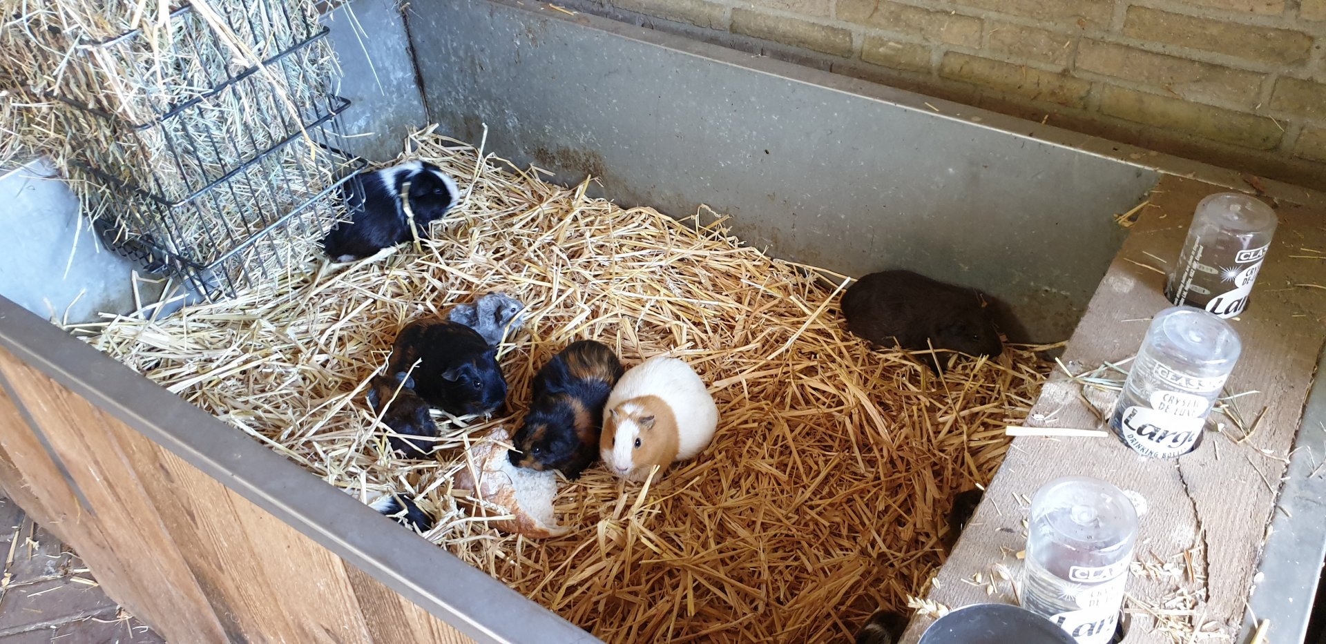 Guinea-pig "enclosure"