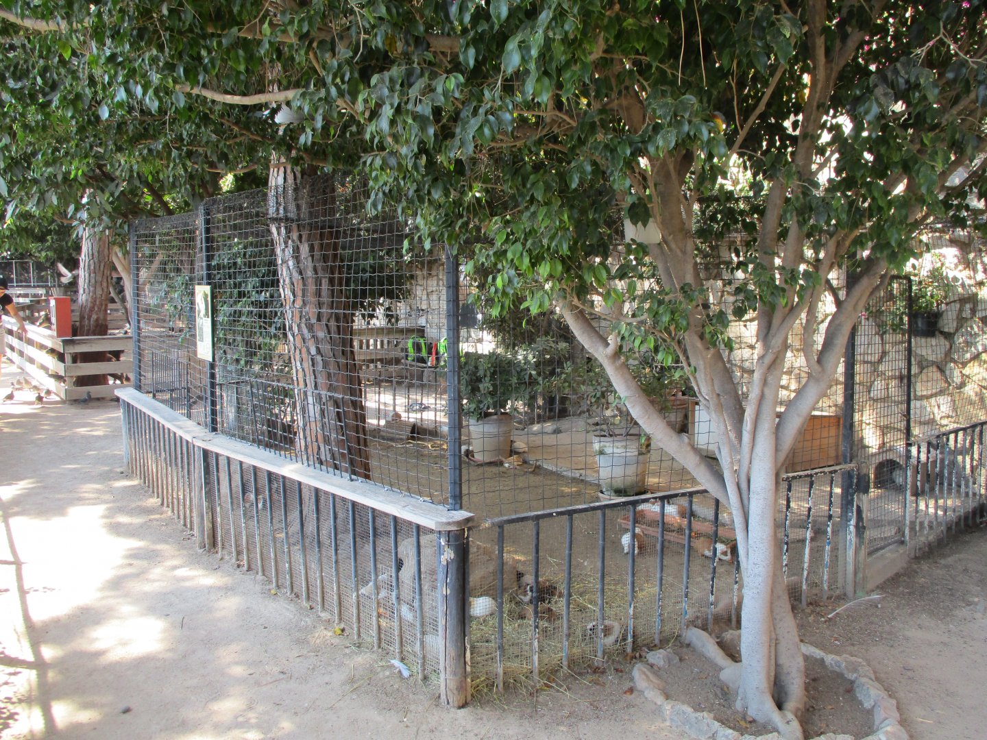 Guinea pig enclosure