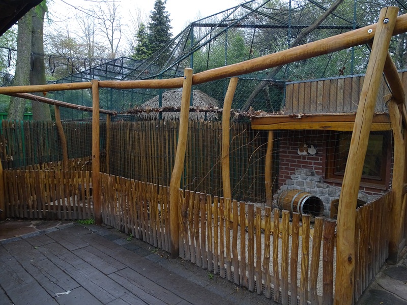 Guinea pig enclosure