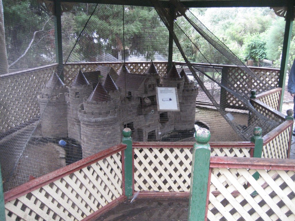Guinea Pig enclosure