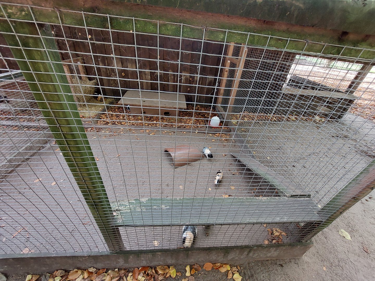 Guinea pig exhibit #1