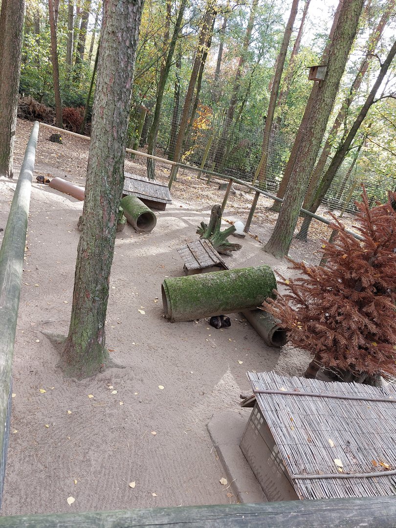 Guinea pig exhibit #2