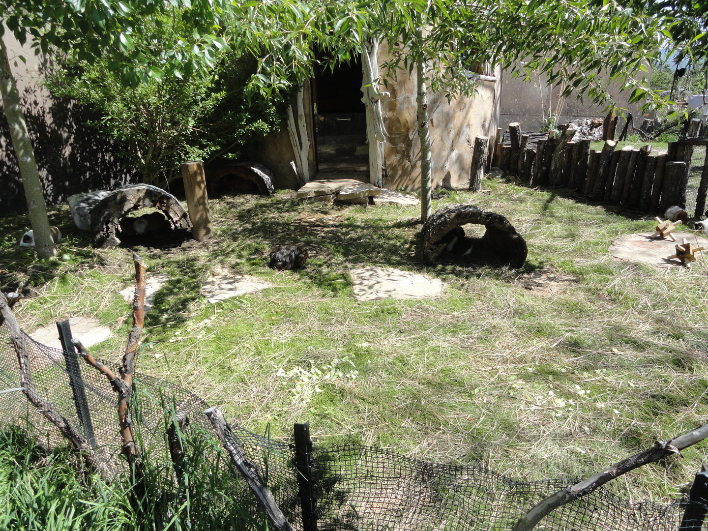 Guinea Pig Exhibit 2