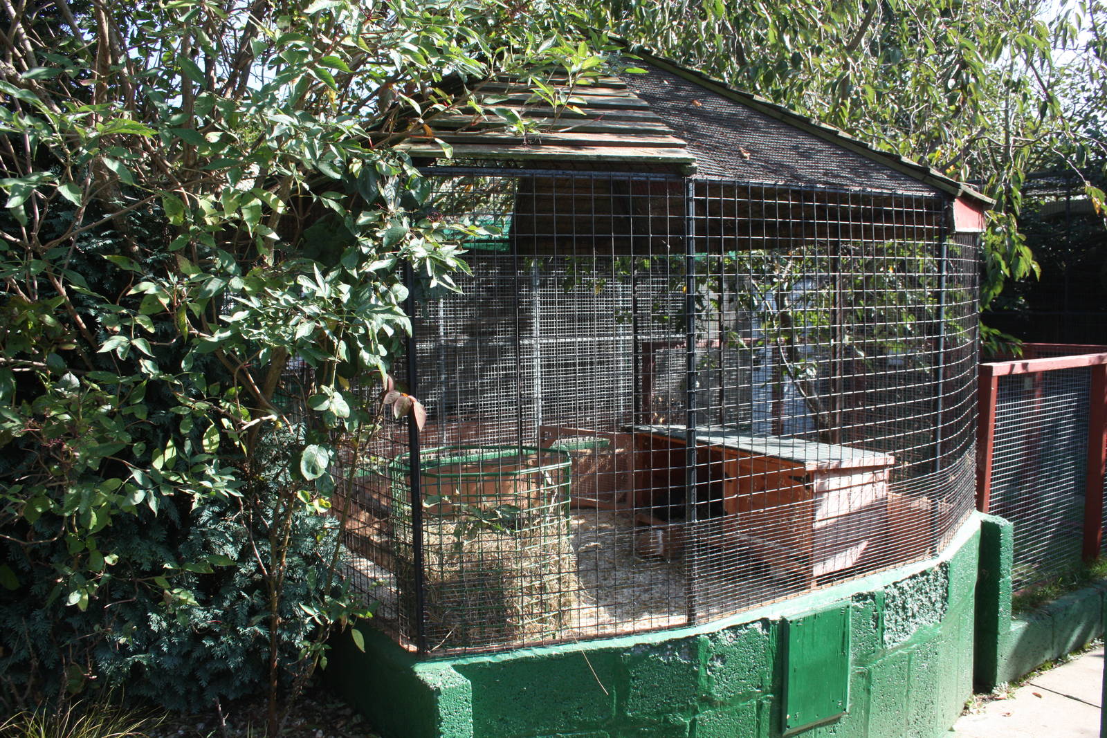 Guinea Pig exhibit, 23rd September 2014