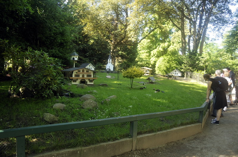 Guinea pig exhibit at Hamburg