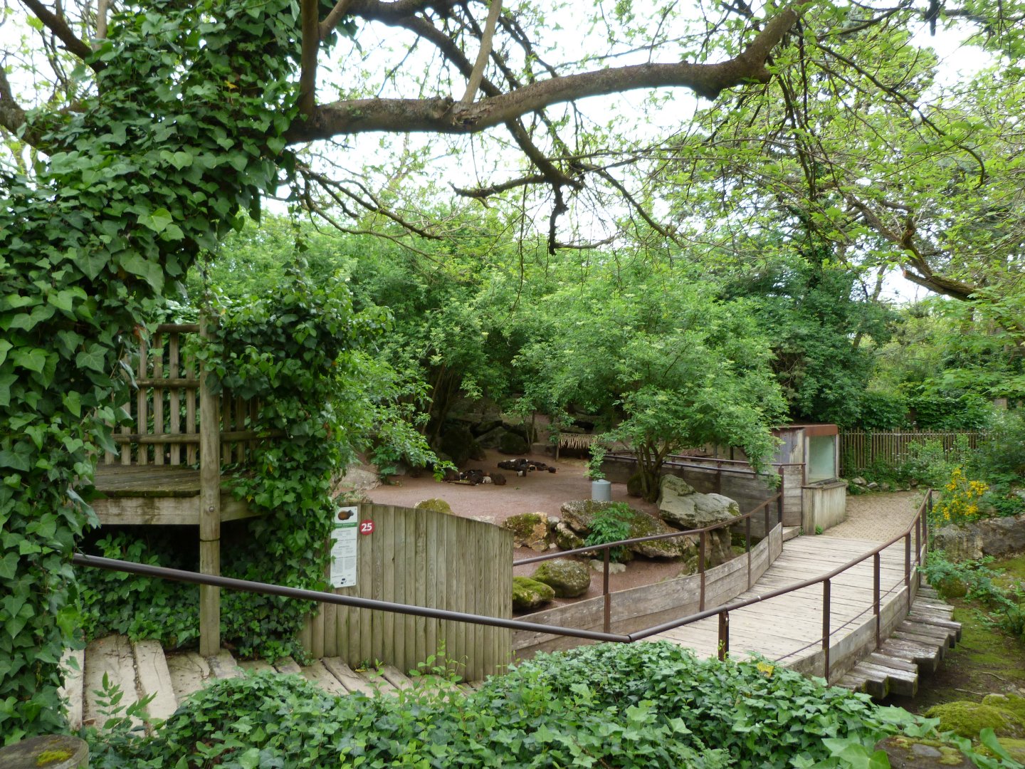 Guinea pig exhibit -Bioparc de Doué la Fontaine (2025)