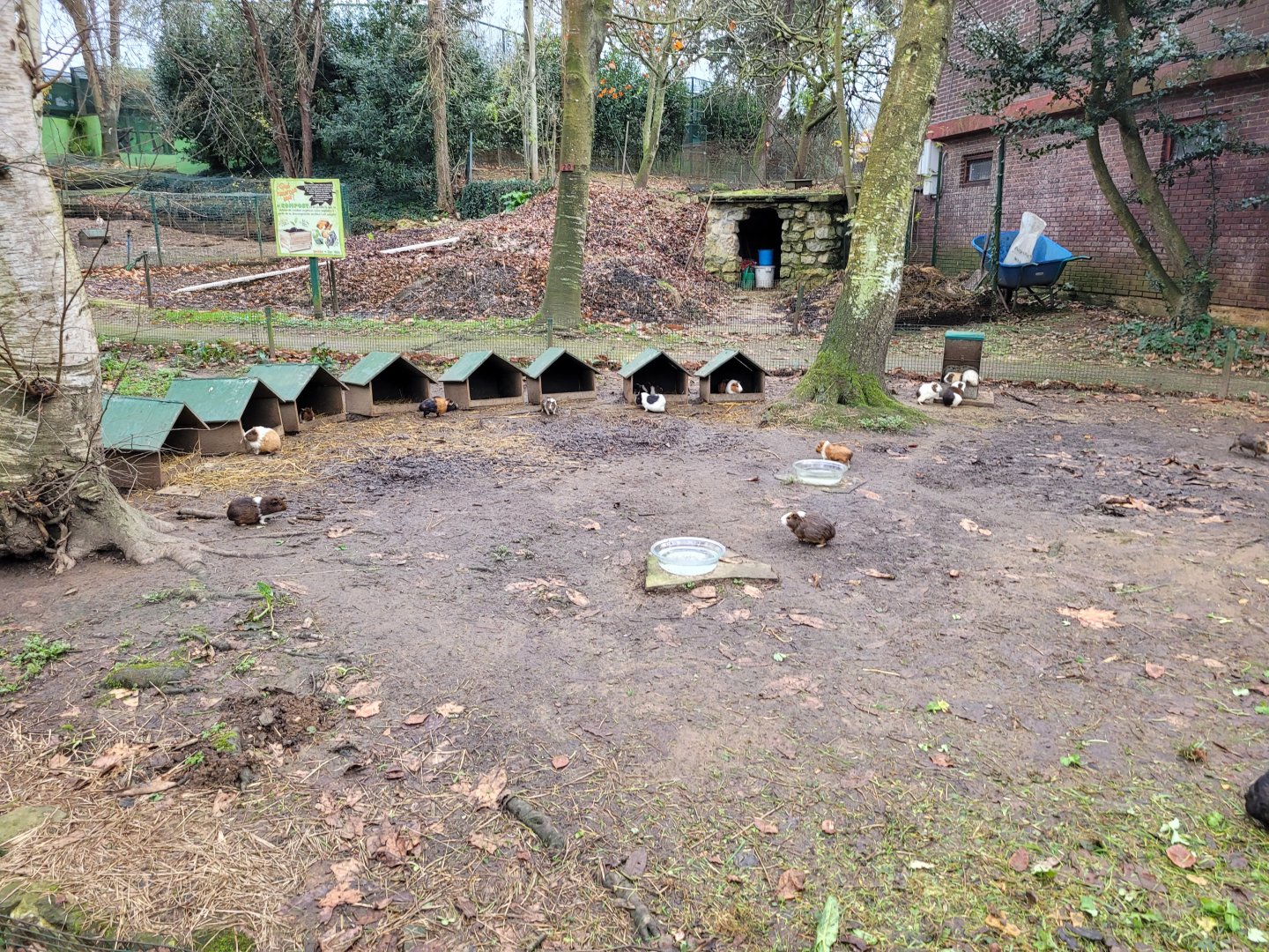 Guinea pig exhibit -Zoo de Santillana del Mar (2023)
