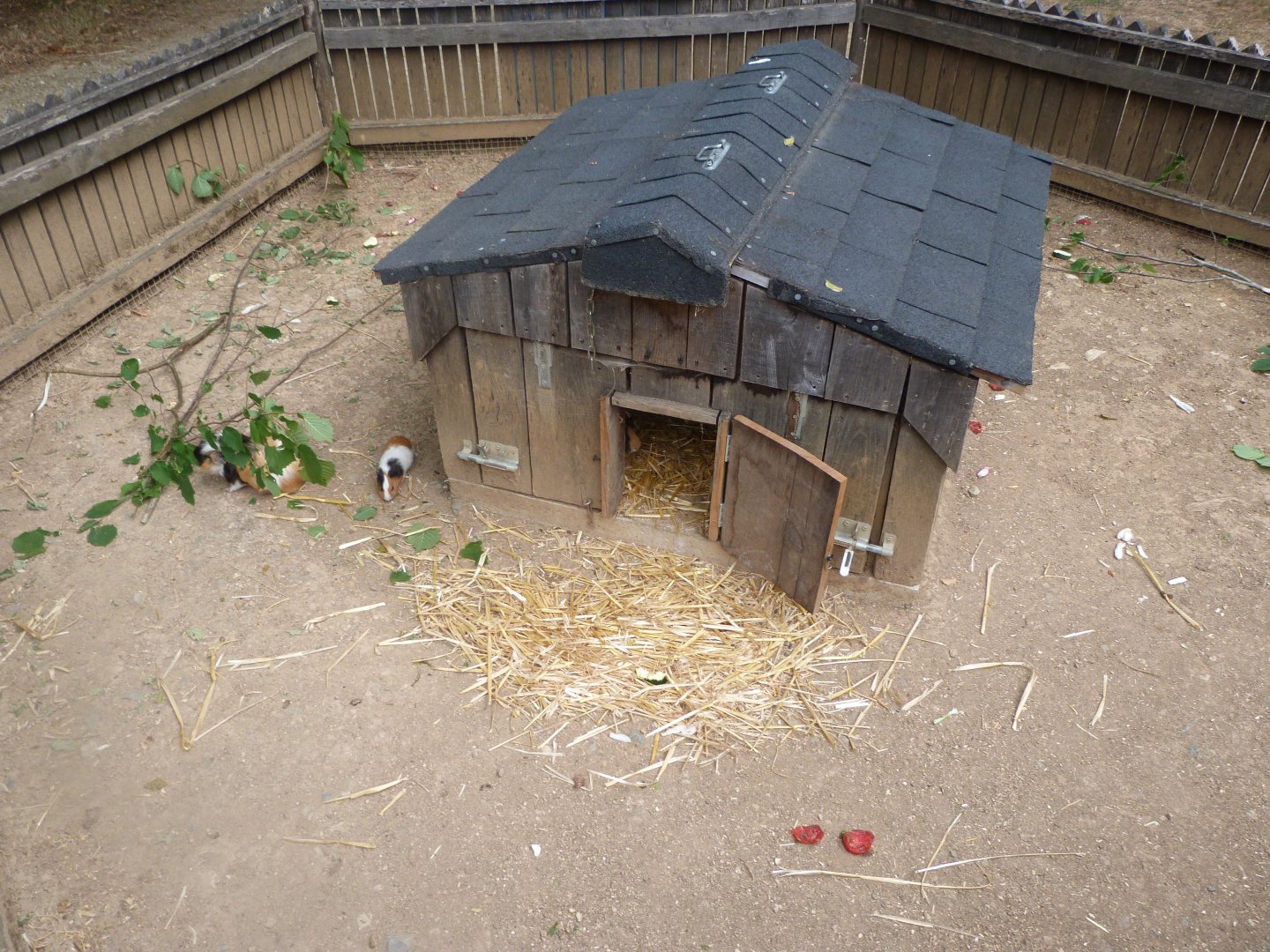 Guinea pig exhibit -Zoodyssée (2025)