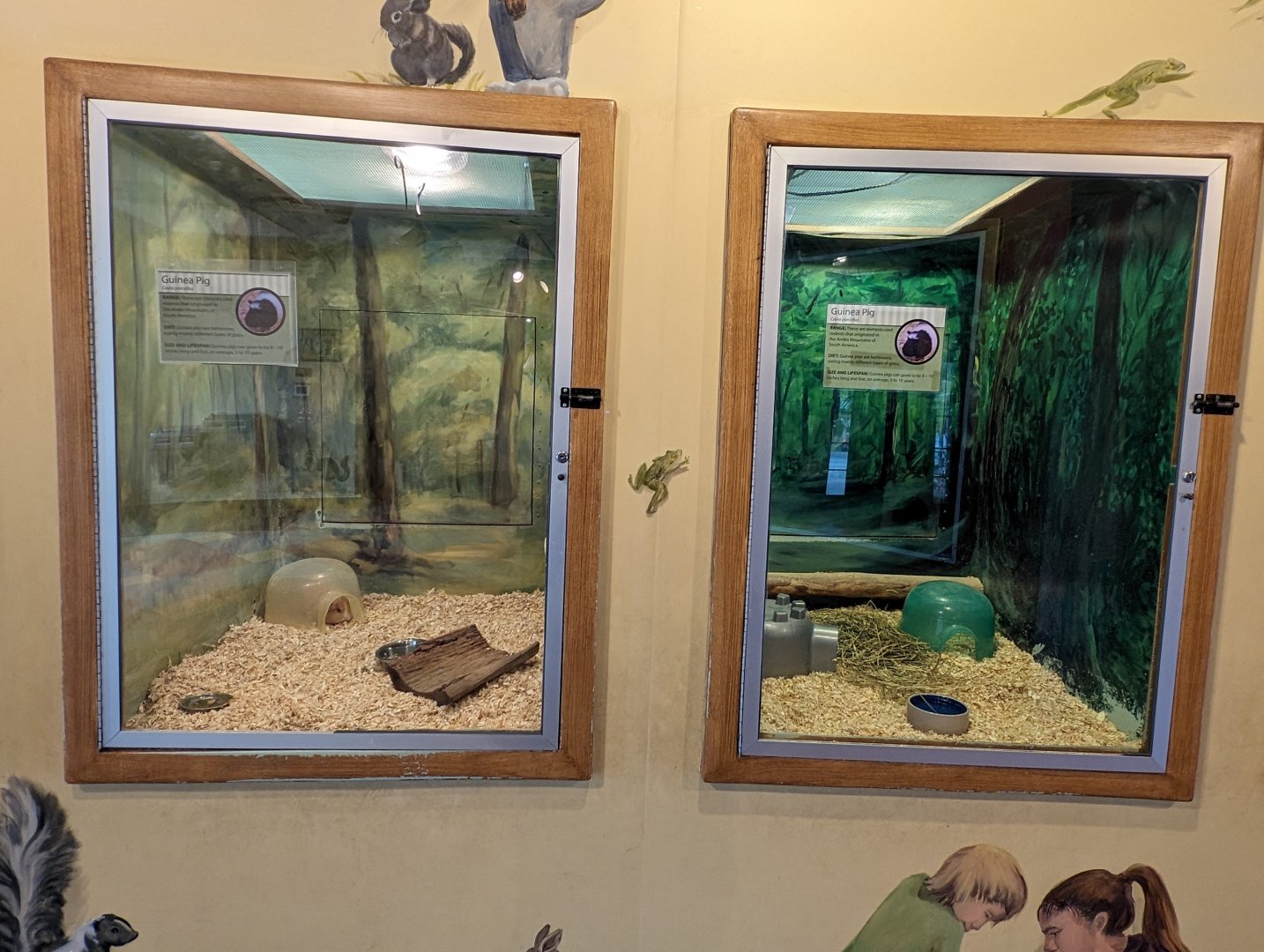 Guinea pig exhibits in the Discovery House