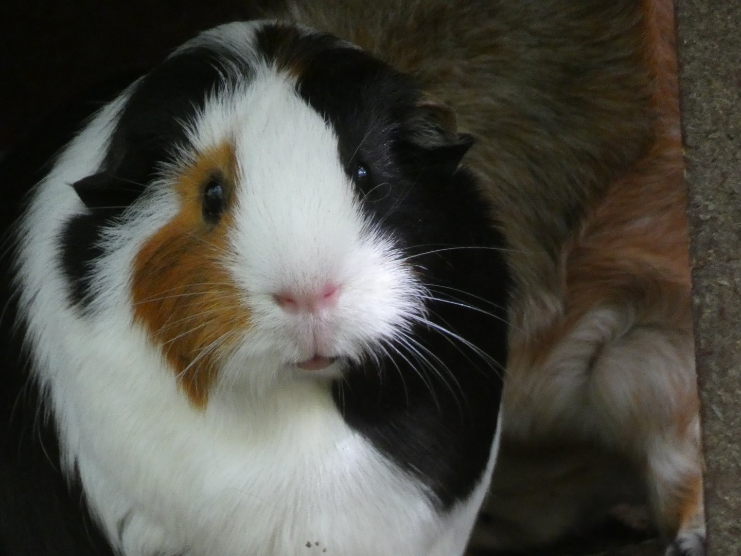 Guinea Pig, Expedition Peru