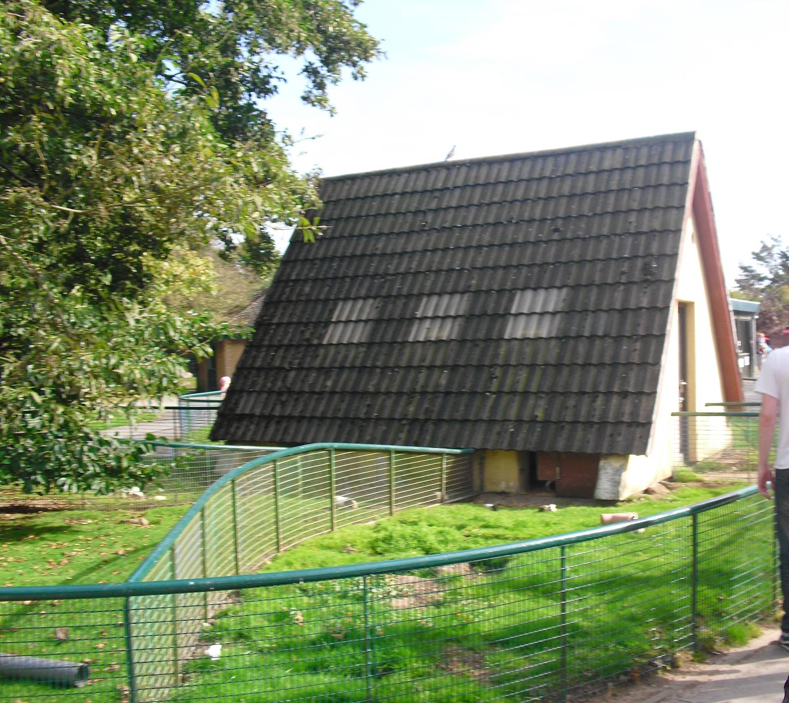 Guinea Pig House and Pens - 01/10/2011