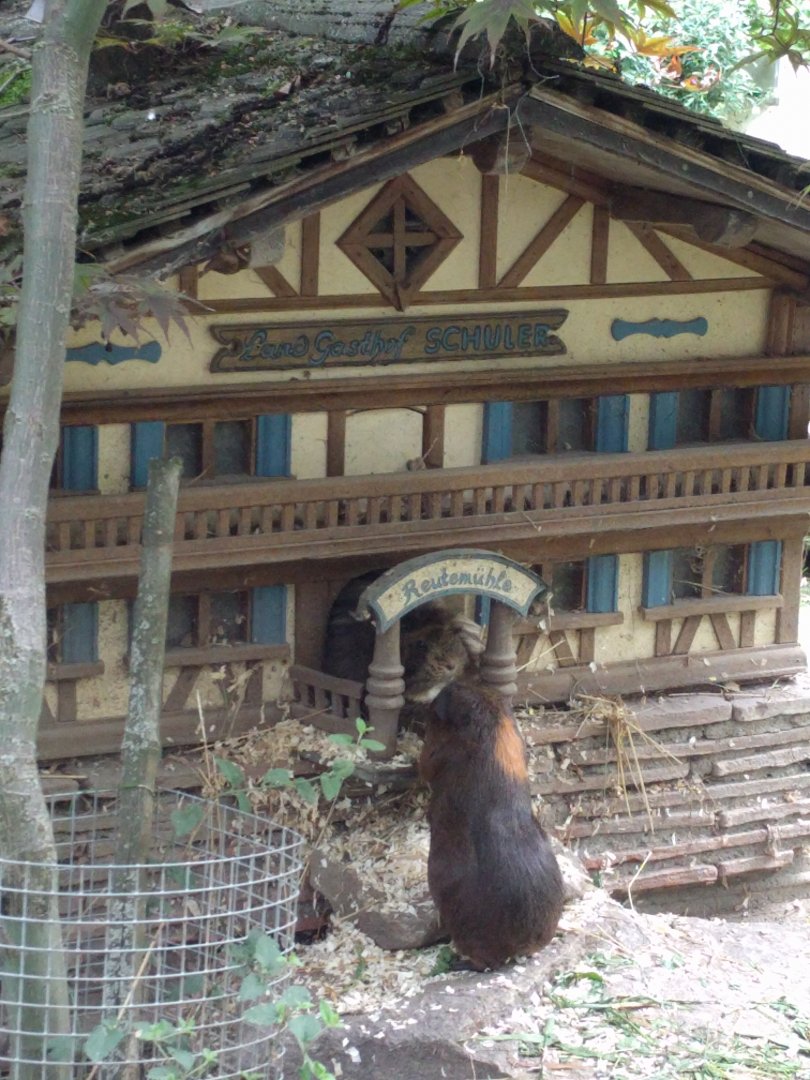 Guinea pig mansion