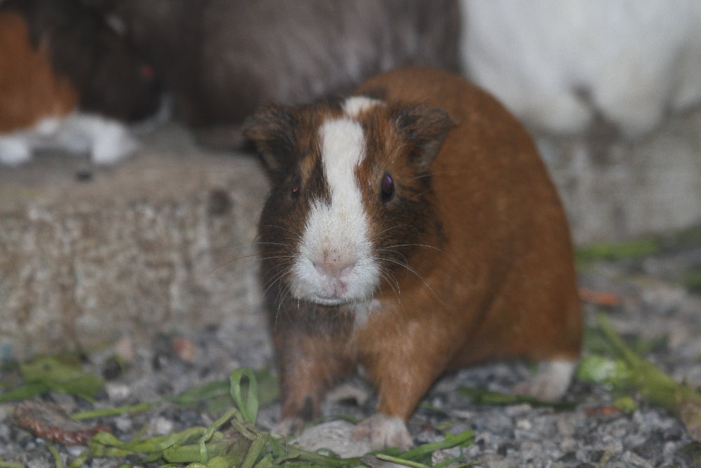 Guinea pig Mashhad Zoo