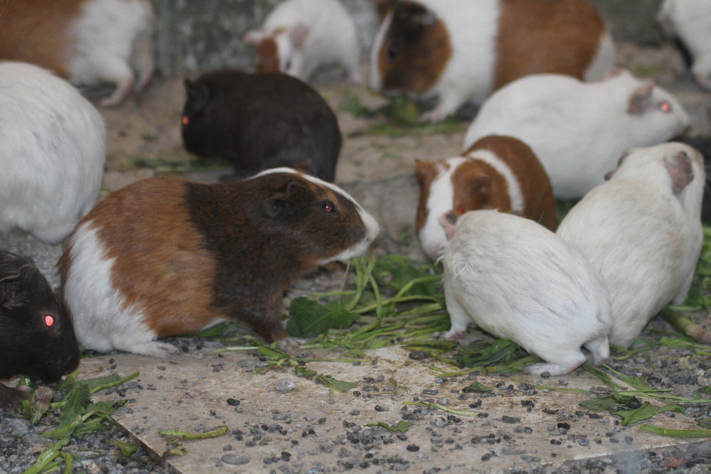 Guinea pig Mashhad Zoo