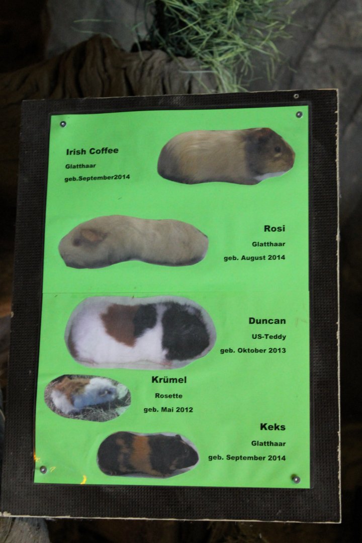 Guinea-pig name-sign